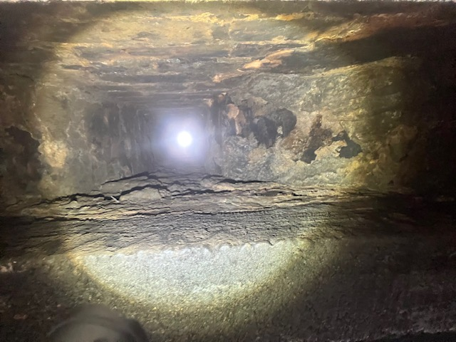 After a bird nest removal — flue cleared and inspected